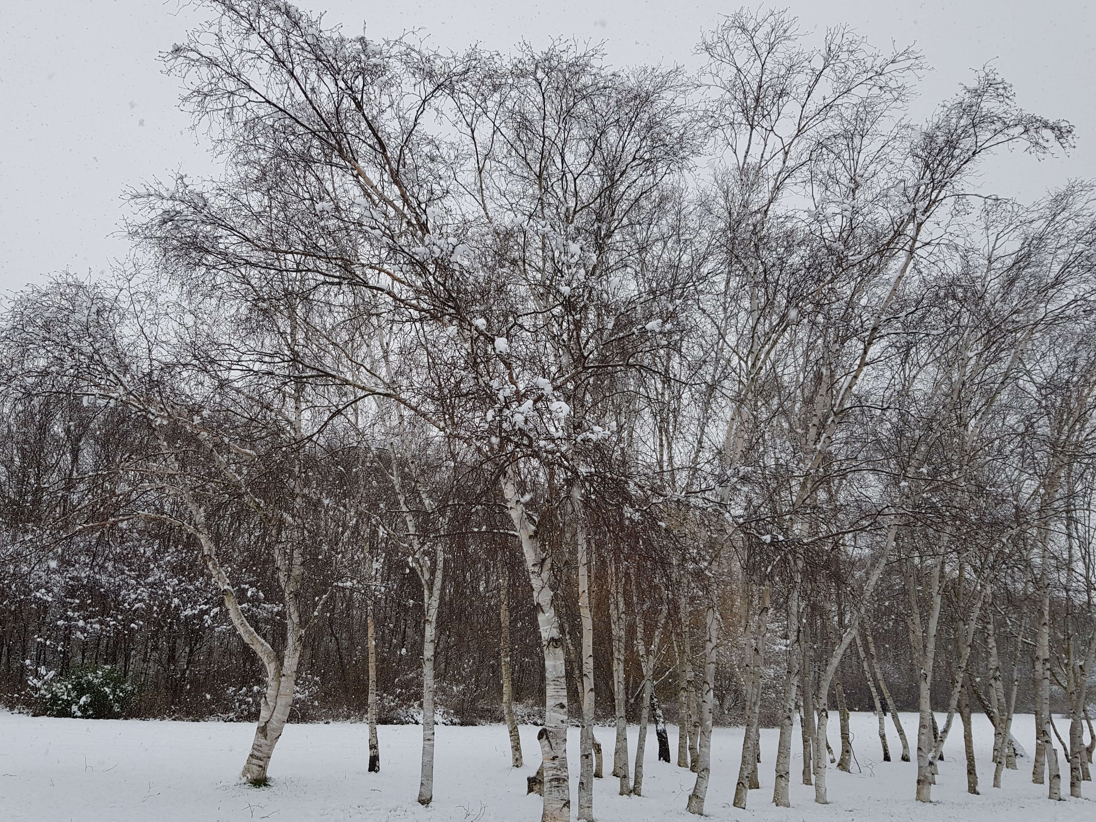 Birken im Schnee